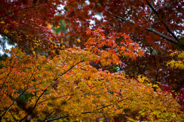 The scenery of Kongourinji Temple in autumn in Shiga Prefecture, Japan
