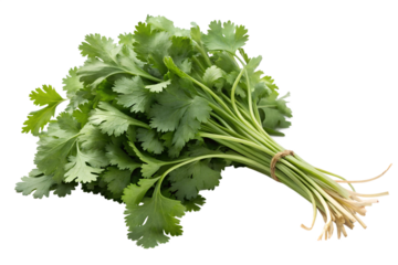 Coriander, Coriander Seeds, Cilantro Seeds, Ground Coriander, Thymes Mandarin Coriander, Coriander Perfume, DS Durga Coriander, DS and Durga Coriander, Growing Cilantro, Coriander Leaf, Organic