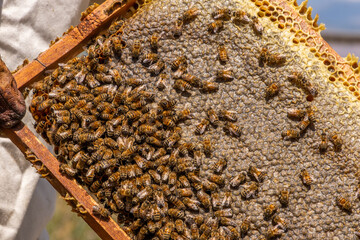 Bees Producing Honey in the Hive, Gurun, Sivas, Turkey