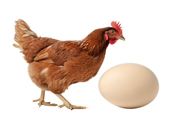 Fototapeta premium Brown Chicken with Large Egg, Isa Brown, Isa Brown Hen, Lohmann Brown Hen, Isa Brown Chicks, Isa Brown Chicks for Sale, Brown Chicken Egg, Brown Eggs Laying Hens, Brown Hens, Brown Hens Lay Brown Eggs