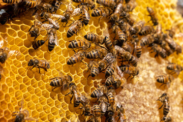Bees Producing Honey in the Hive, Gurun, Sivas, Turkey
