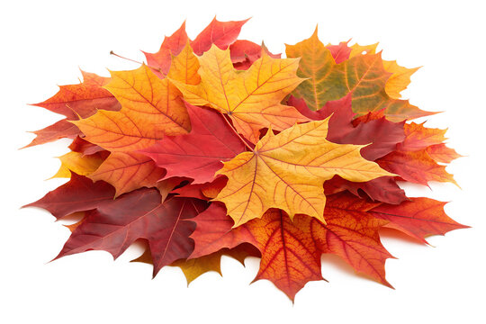 Maple Toronto Leafs, Toronto Maple Leafs, Leafs, Toronto Leafs, Maple Leafs Toronto Maple Leafs, TML Leafs, Tor0nto Maple Leafs, Toronto Maple Leafs Leafs, Toronto Maple Leafs Toronto, Toronto Maple