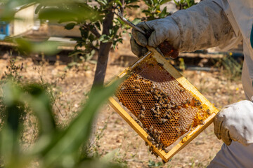 Bees Producing Honey in the Hive, Gurun, Sivas, Turkey