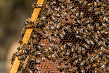 Bees Producing Honey in the Hive, Gurun, Sivas, Turkey