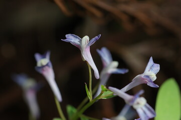 ミチノクエンゴサクの花