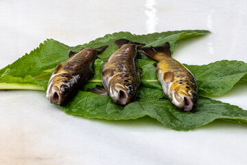 Caught Red-Spotted Trout Sivas, Turkey