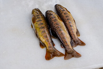 Caught Red-Spotted Trout Sivas, Turkey