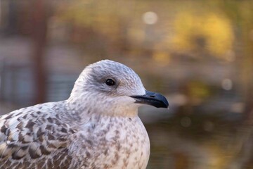 close up of a seagull 