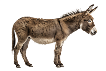 mini donkeys for sale, donkey, donkeys for sale near me, donkey for sale, miniature donkeys for sale, mini donkey, burros for sale, american mammoth donkey, donkey and horse, donkey 