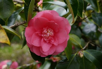 pink camellia flower head during spring bloom. flowering garden shrub.