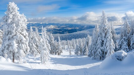 Snow-covered pine trees on a mountain slope under a bright blue sky.