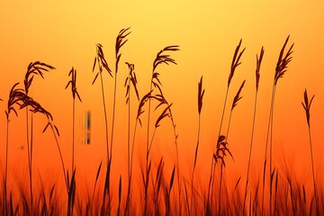 Fototapeta premium Sunset Grass Silhouettes Orange Sky Nature Background