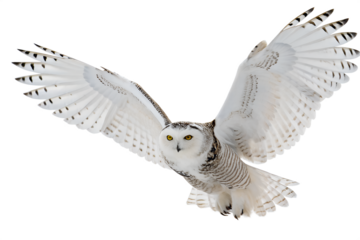 snowy owl bird, snowy owl animal, snowy owl, white owl bird, great white owls, the snowy owl, snowy owl tours, snowy white owl, winter owl, snowy owl for sale, albino owls, arctic owl, big white owl