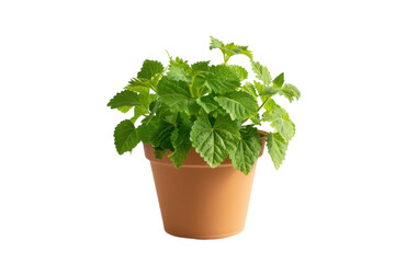 Fototapeta premium Fresh green mint plant thriving in a terracotta pot against a simple white background