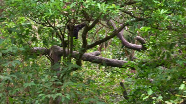 A Siamang (Symphalangus syndactylus) walking on the tree limbs, swinging from on tree to another, hanging upside down and urinating amidst the lush, green foliage of its forested habitat.