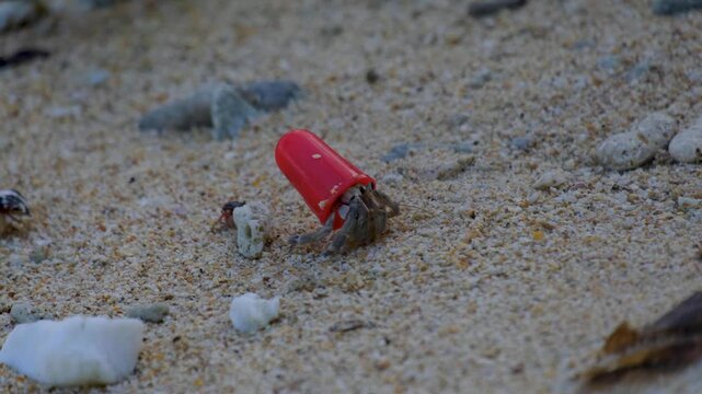 Closeup of hermit crab with bright red plastic shell and other crabs using traditional shells walking over sandy beach