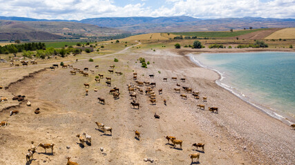 Obraz premium Aerial View of Cattle Grazing by the Dam, Golova, Sivas, Turkey