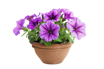 Vibrant purple petunias blooming beautifully in a rustic terracotta pot against a bright backdrop