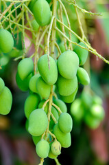 Anacardiaceae , Mangifera indica L or Mangifera caloneura Kurz or mango or small mango