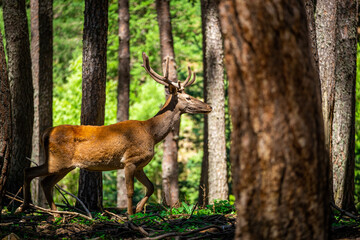 Majestic Red Deer Walking Through the Forest