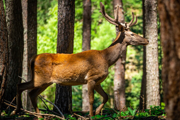 Majestic Red Deer Walking Through the Forest