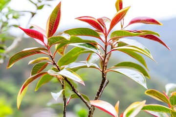 Vibrant Red and Green Plant Leaves Closeup