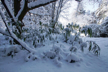 降雪の朝
