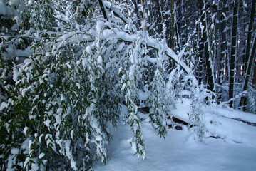 雪の竹林