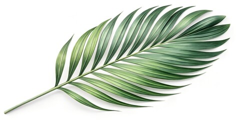 Fototapeta premium Palm leaf
