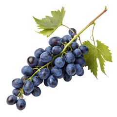 Fototapeta premium Juicy Dark Grapes on the Vine