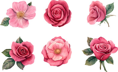 Naklejka premium set of roses vector illustration