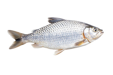 Fototapeta premium A detailed image of a fish showcasing its scales, fins, and streamlined body, Transparent background.