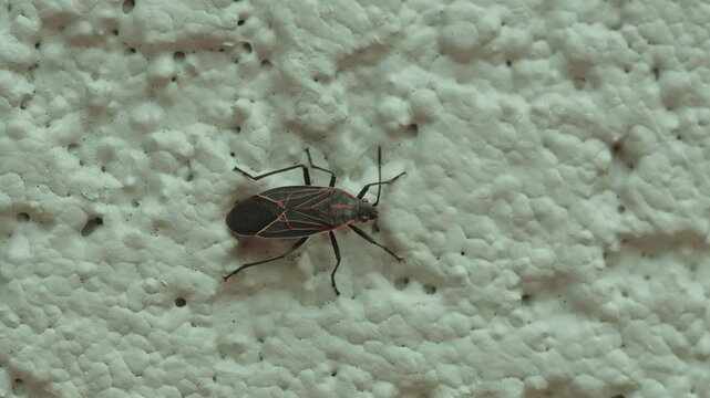 Macro shot of Western boxelder bug is sitting still on a white textured wall