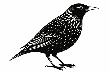 european starling line art silhouette vector illustration