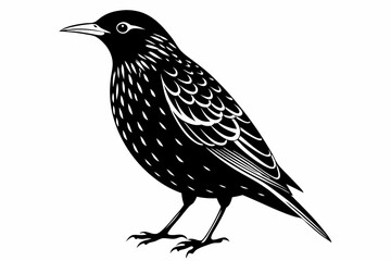 european starling line art silhouette vector illustration