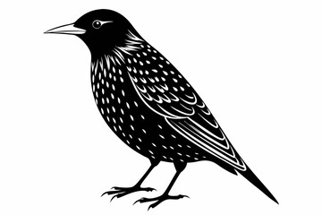 european starling line art silhouette vector illustration