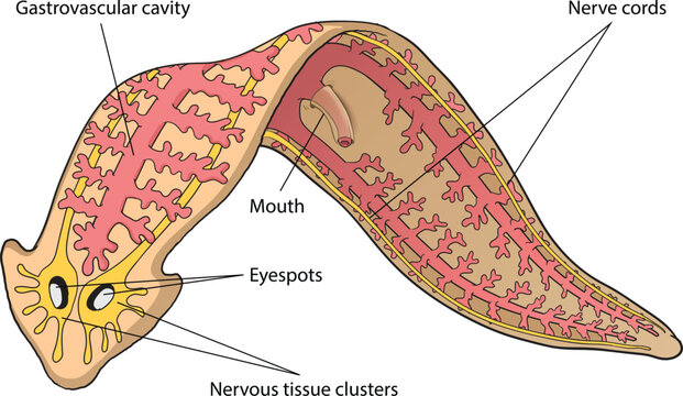 illustration of flatworm anatomy diagram