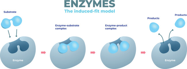 Enzyme induced fit model diagram