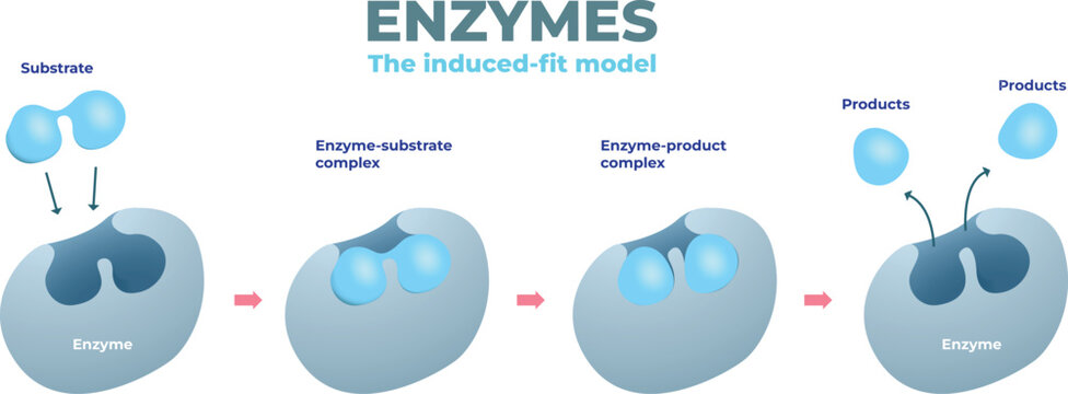 Enzyme induced fit model diagram
