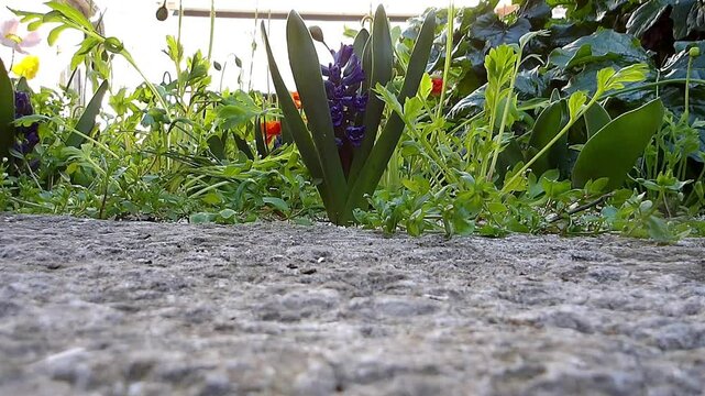 Perspective rasante d'un parterre fleuri, muscari au centre.
