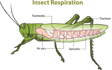 illustration of tracheal system, insect respiratory diagram