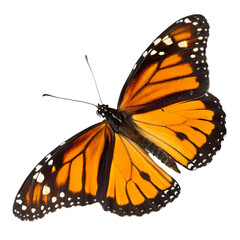Fototapeta premium Monarch Butterfly, Insect, Wings, Nature Image