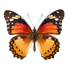 Fototapeta premium Orange Butterfly, Insect Wings, Nature Closeup