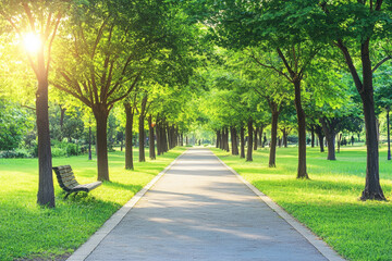 Obraz premium Sunlit tree-lined pathway in a peaceful green park with empty bench