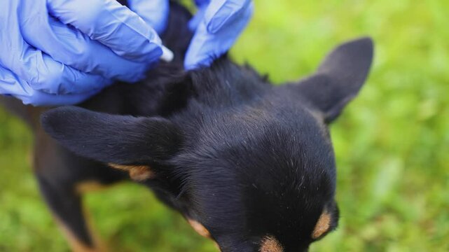 Veterinarian specialist holding small black dog and applying drops at withers, medicine vaccination from parasites, ticks, worms and fleas, vet treatment, dog treated with parasite remedy protection