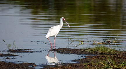 African spoonbill in the Okavango delta Botswana