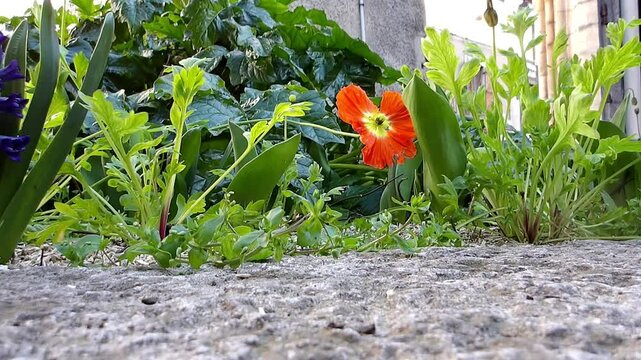 Perspective rasante d'un parterre fleuri, coquelicot orange au centre.