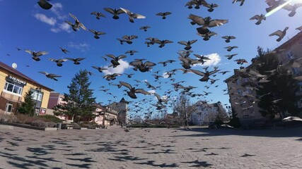 Pigeons fly over the city square