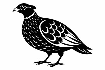 northern bobwhite line art silhouette vector illustration