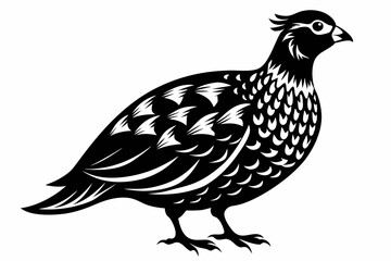 northern bobwhite line art silhouette vector illustration